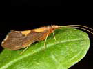 Neophylax concinnus, Autumn Mottled Sedge