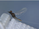 Acentrella turbida (Tiny Blue Wing Olive)