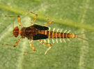 Acentrella Turbida