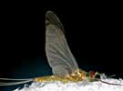 Blue Winged Olive (Drunella Cornuta)