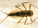 Epeorus Pleuralis