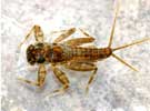 Stenacron Canadense