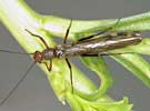 Leuctra sp. (Rolled Wing Stone, Needle Fly