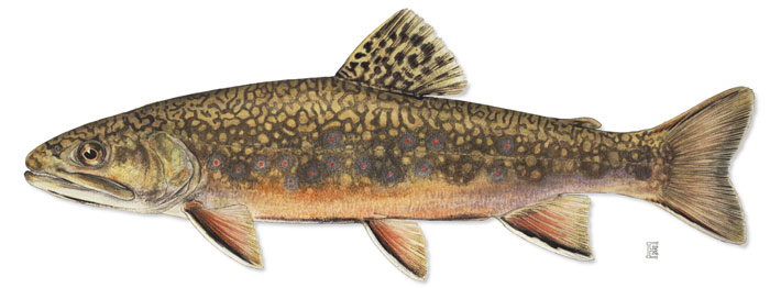 brook trout