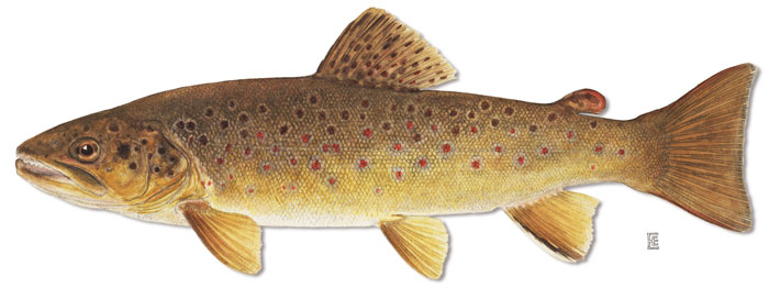 brook trout