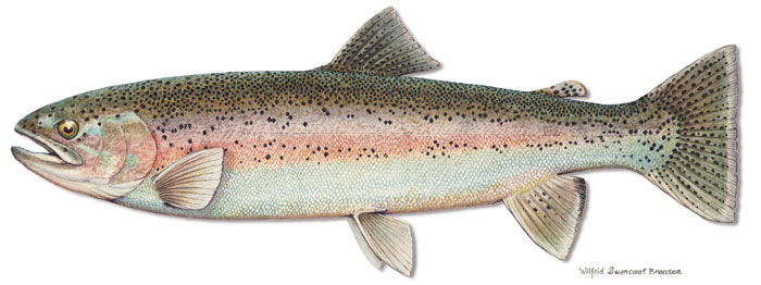 brook trout